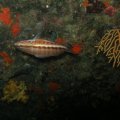 PA050110
