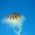 IMG_5209