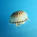 IMG_5224