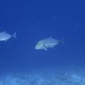 IMG_9753