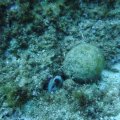 DSCF2510