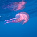 IMG_0960