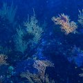 IMG_1978